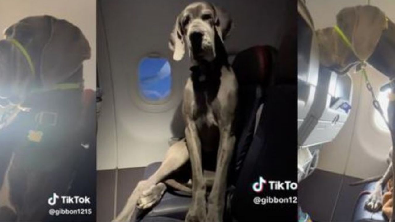 Un alano di nome Darwin su un aereo
