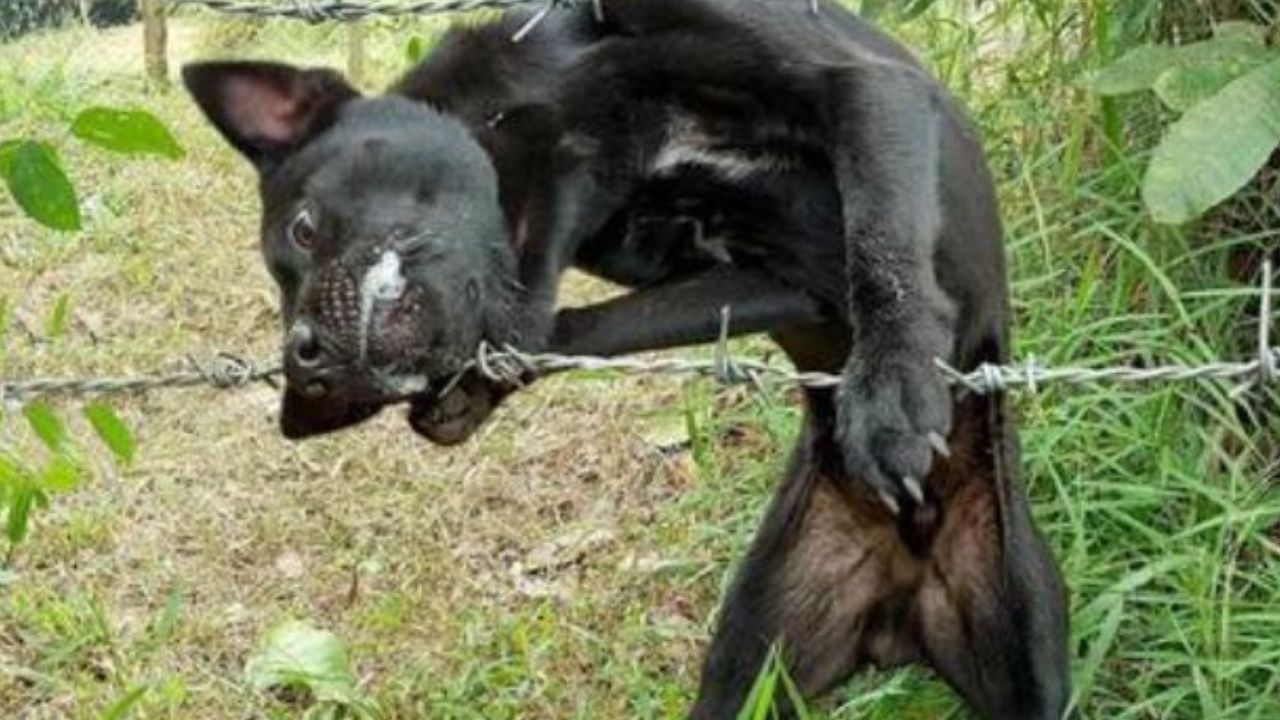 Un cane nero incastrato nel filo spinato