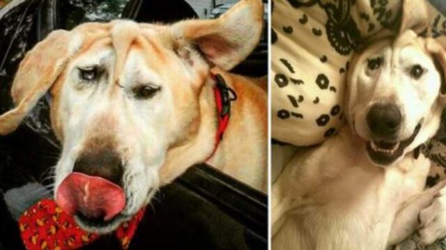 Il cane sfigurato viene abbandonato più e più volte, finché una donna non vede tutta la sua bellezza