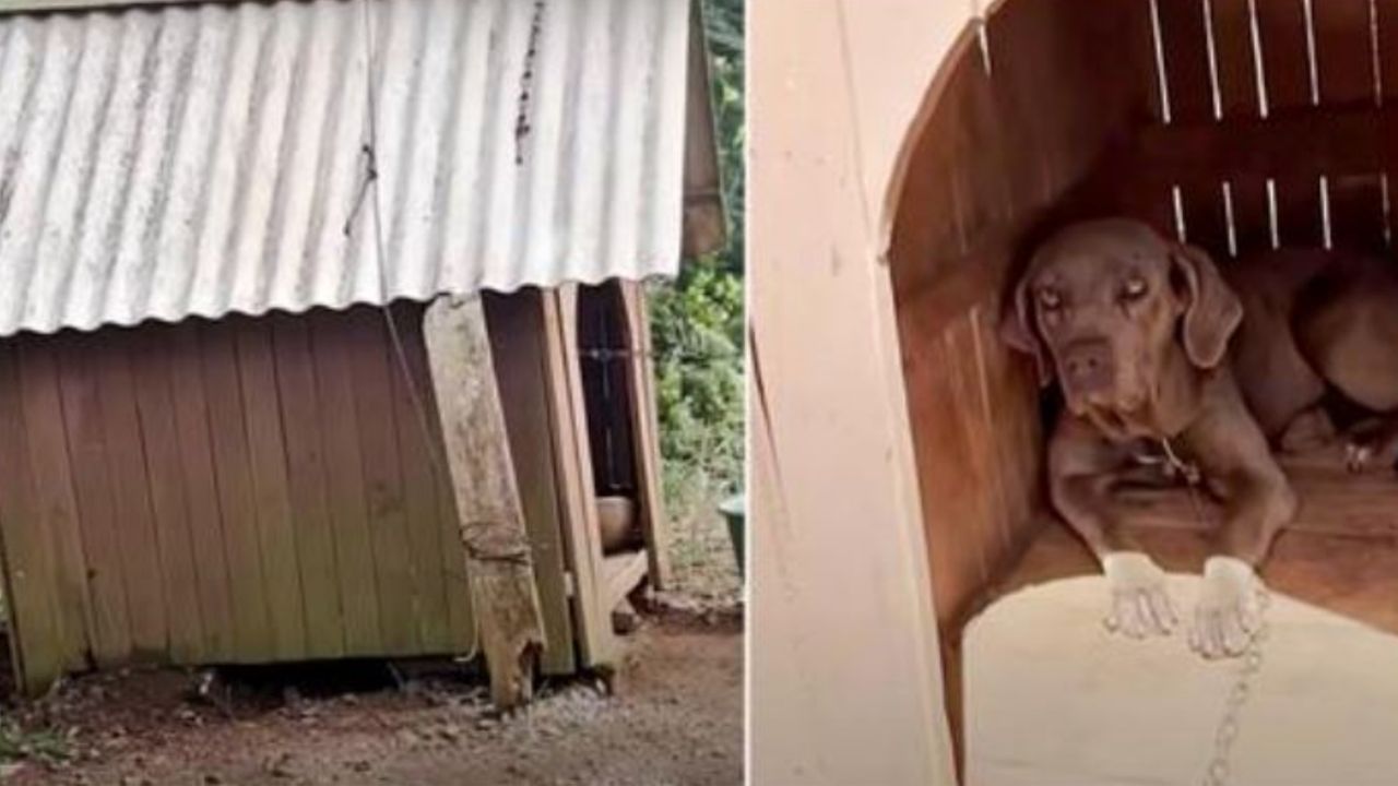 un cane solo in una cuccia