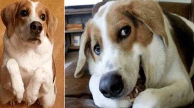 Questo cane nato senza collo e senza una parte del corpo è riuscito a sfidare la sorte