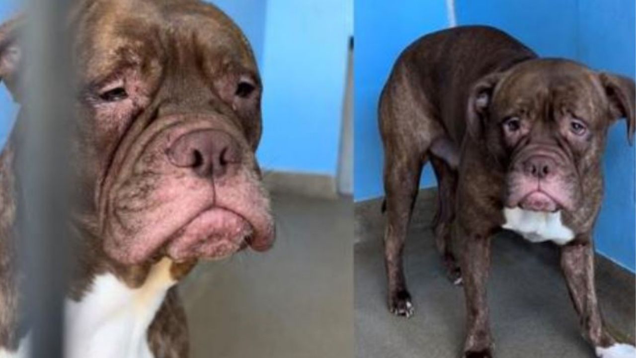 Un cane di razza Pitbull di nome Guapo