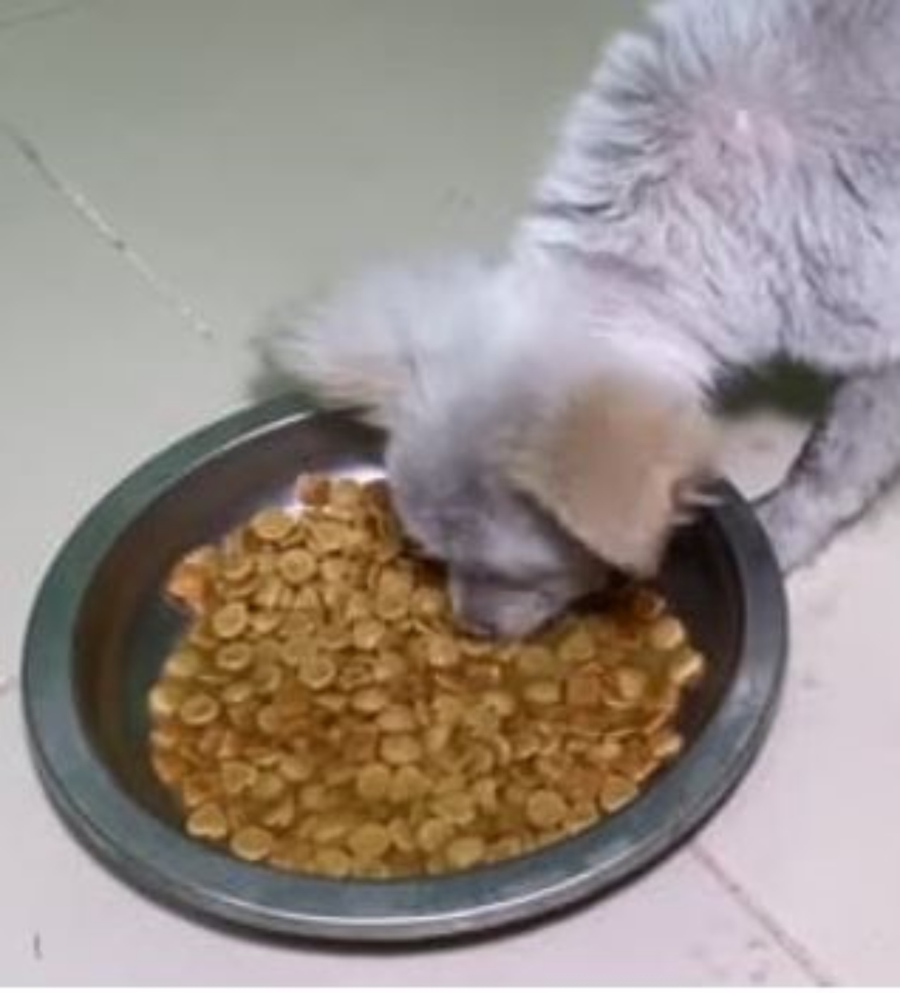 un cucciolo che mangia le crocchette