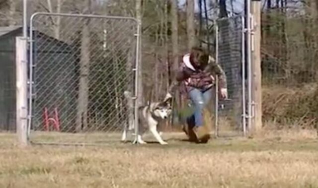 Dopo una vita passata in gabbia, questo Husky fa una corsa in giardino per la prima volta e commuove il mondo