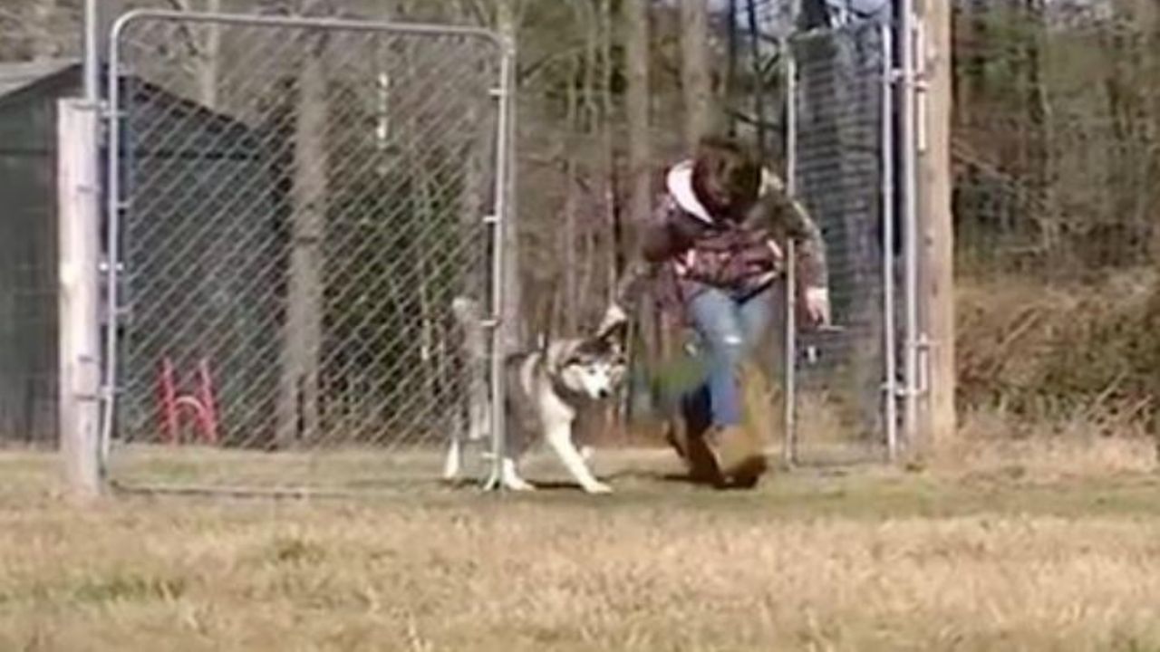 Un Siberian Husky insieme ad una ragazza