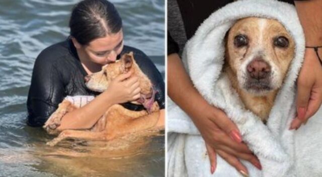 Portano un cane malato terminale al mare prima che muoia: è stato felice fino all’ultimo respiro