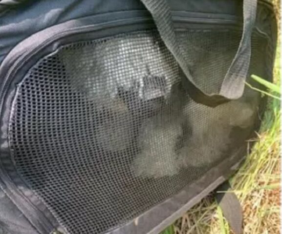 Cane abbandonato con la museruola nel trasportino: ha trovato una casa per sempre