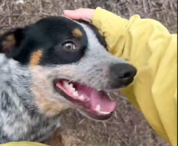 Cane abbandonato sul ciglio della strada salvato da una coppia gentile