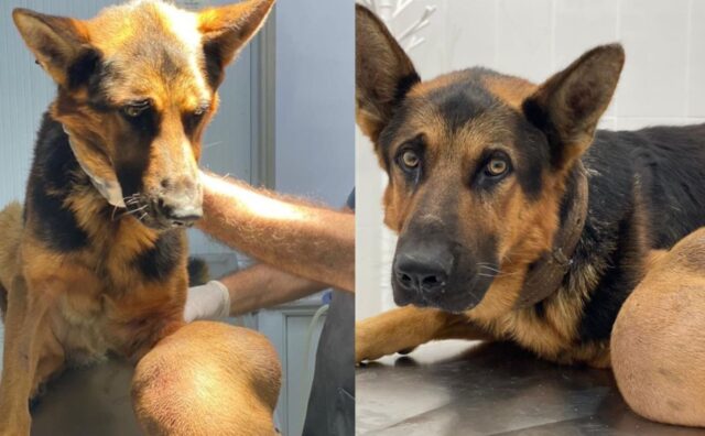 La battaglia ispiratrice di un cane anziano contro il cancro alle ossa, in mezzo all’abbandono (VIDEO)