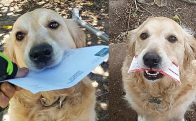 Il cane aspetta con ansia il postino e quando non ci sono lettere scrive i suoi bigliettini