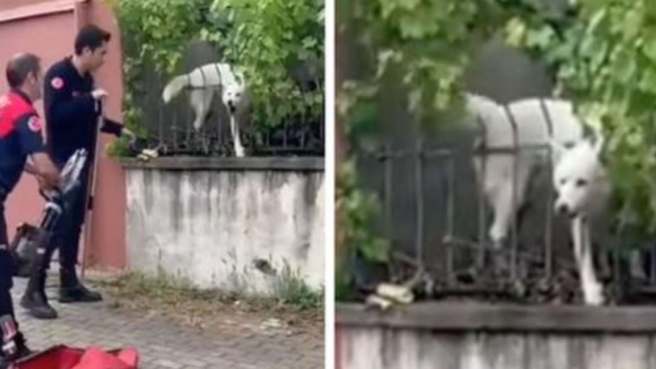 pompieri che aiutano un cane