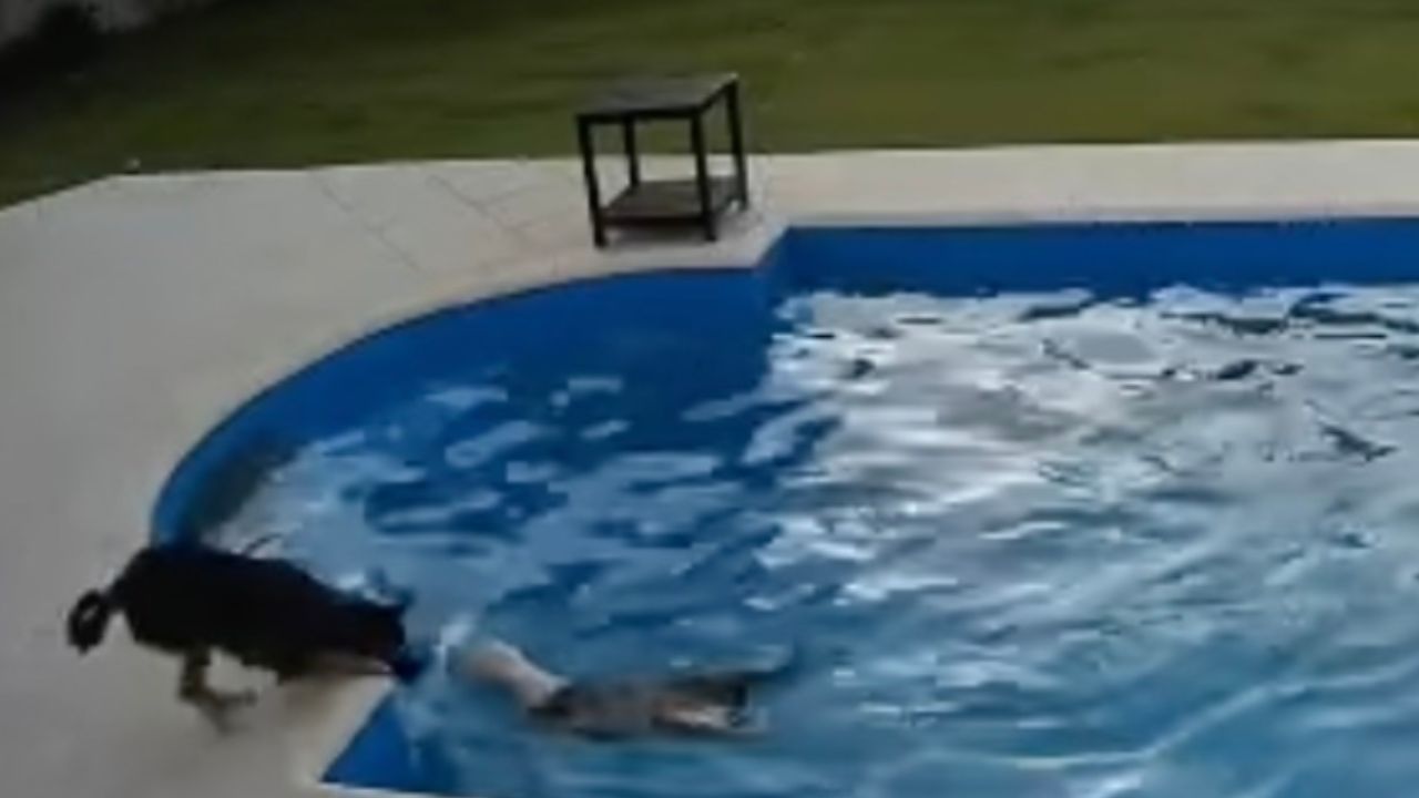 cane che sta annegando