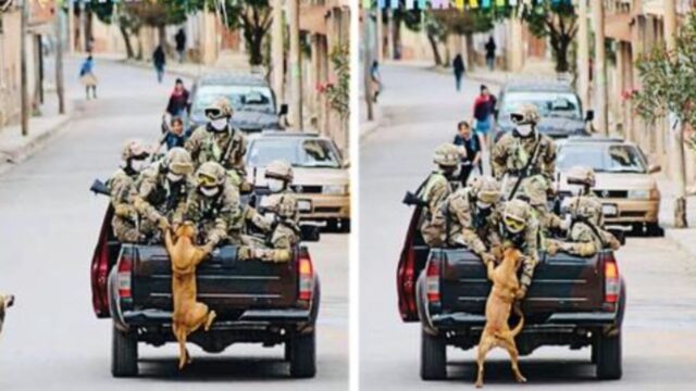 Un cane decide di fermare un convoglio di soldati pur di aiutarli