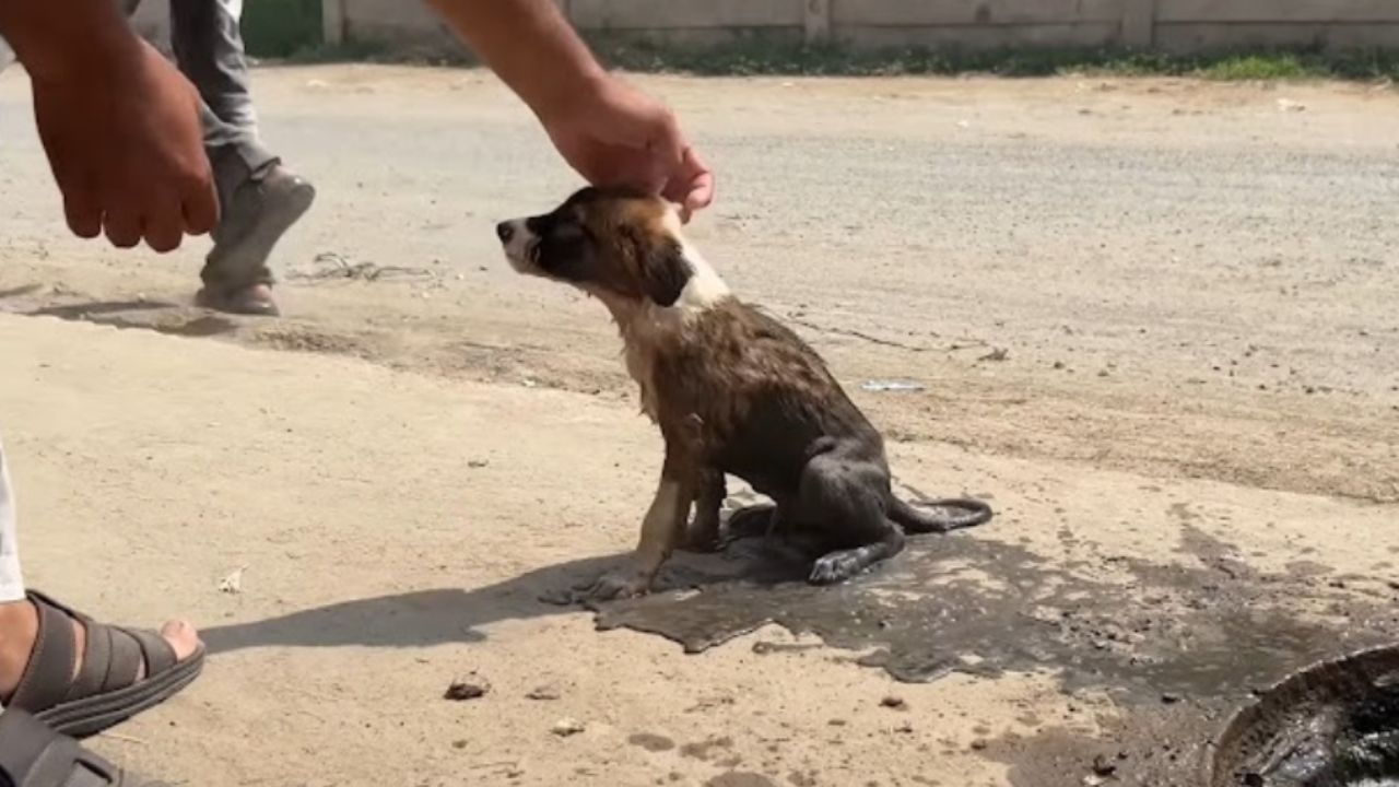 cagnolino seduto