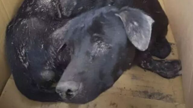 Il cagnolino cieco, disidratato e malnutrito, viene salvato in extremis. Adesso la sua vita è diversa (VIDEO)