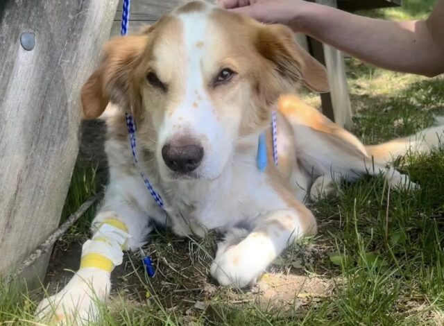 Cane con i reni malati come la sua piccola padroncina: ora lei continua a lottare senza di lui