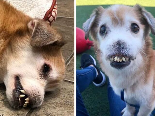 Ammalato e con i denti rotti, questo cane è probabilmente il più infelice del mondo
