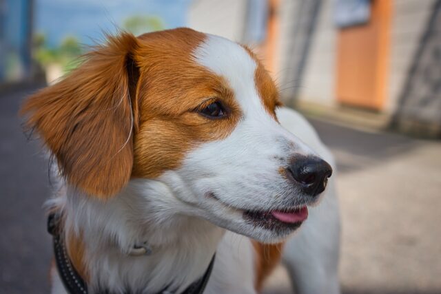 Cane con zampa ferita va al pronto soccorso di Manduria per farsi curare