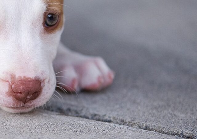 Cane da combattimento salvato da una donna, la storia di Maddie