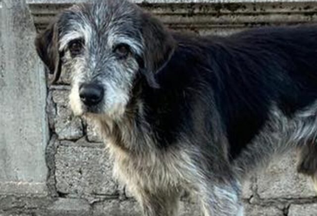 Cane di quartiere vola sul ponte dell’arcobaleno a 18 anni: tutti amavano Bracco