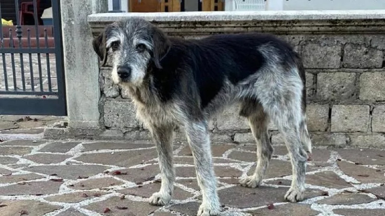 Cane con sguardo triste