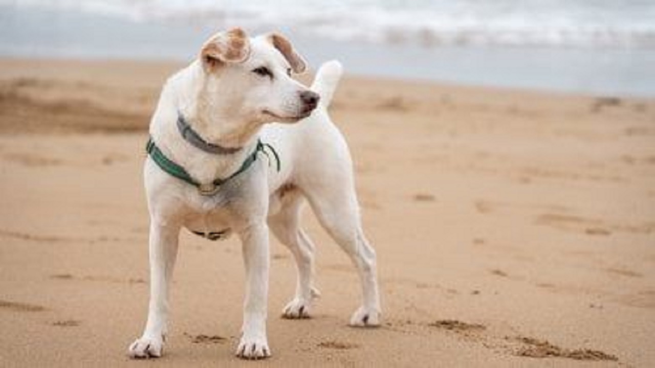 Cane in spiaggia