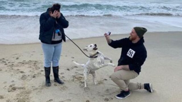 Cane dice sì quando lui chiede a lei la mano: ecco una simpatica storia