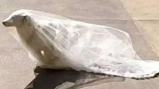 Cane diventa una sposa intrufolandosi a un matrimonio