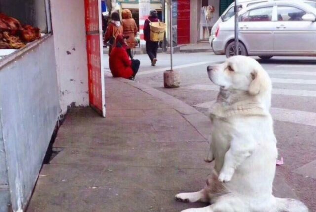 Il cane con una malformazione alle zampe scioglie i cuori mentre elemosina il pollo arrosto da una bancarella