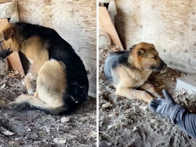 L’uomo scopre un cane con degli aculei di porcospino sul muso e si precipita a salvarlo