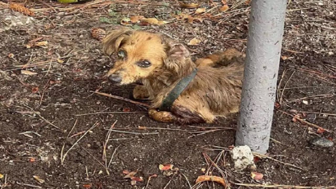 cane ferito nel bosco