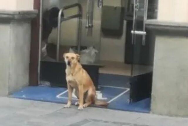 Il cane è stato lasciato davanti a una banca, solo e senza amore. Così gli impiegati gli hanno costruito una casa