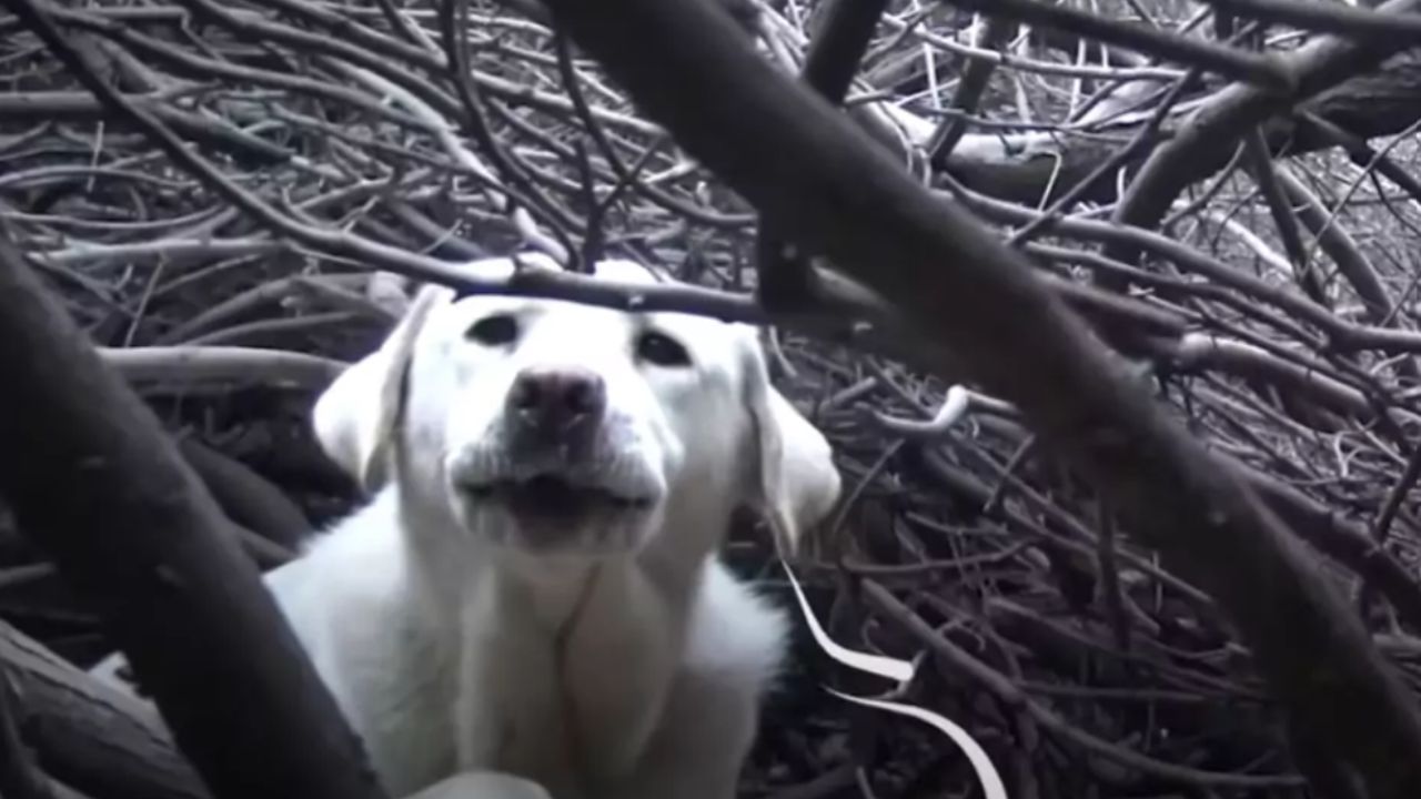 labrador nascosto