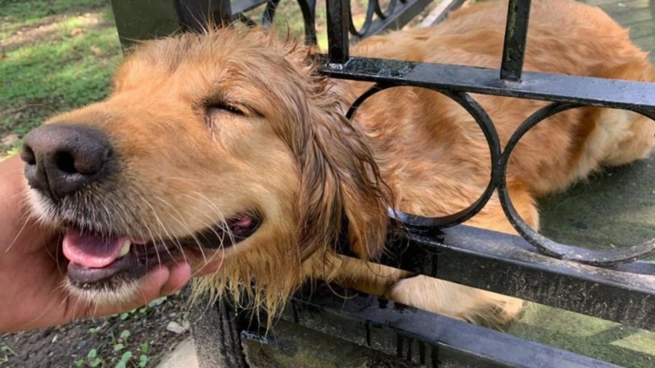 cane incastrato in un cancello