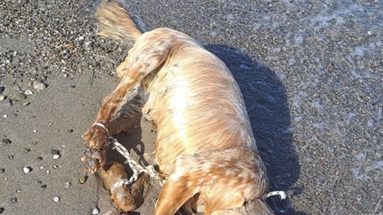Cane legato sulla spiaggia