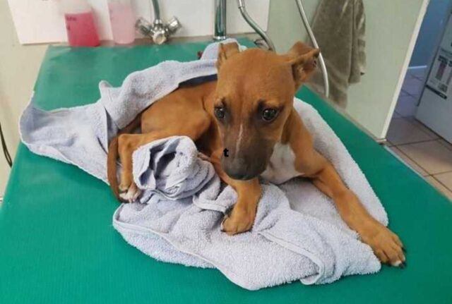 Lo ha trovato in condizioni pessime: il ragazzo ha camminato per chilometri pur di salvare il cucciolo di cane