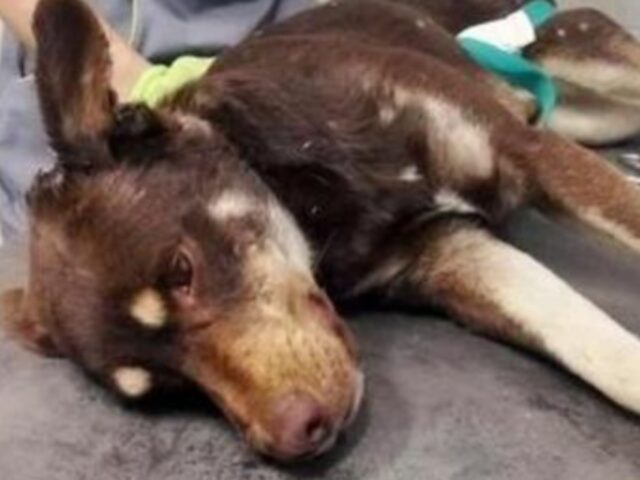 Lo hanno buttato fuori di casa ma non volevano darlo in adozione: per questa famiglia il cane doveva morire