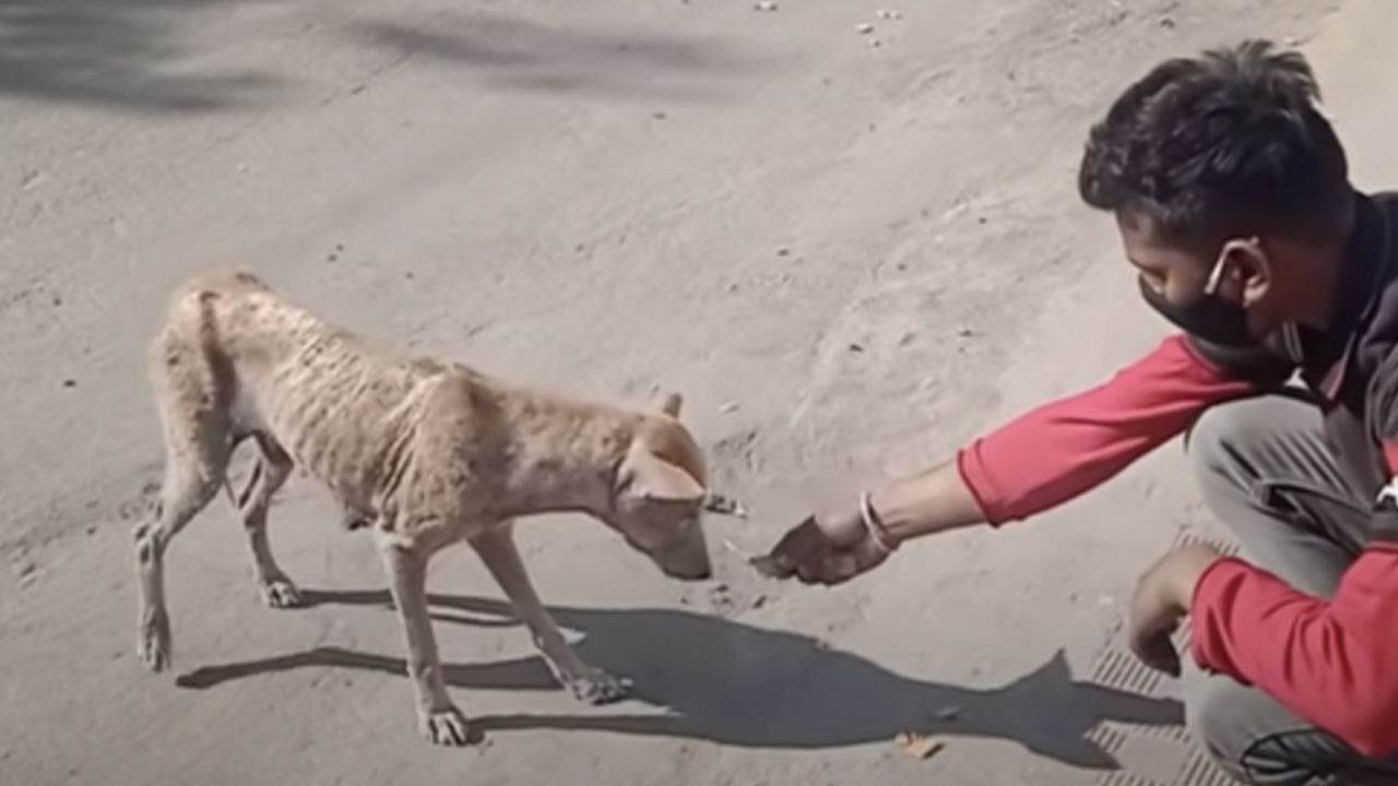 uomo che cerca di avvicinare un cane