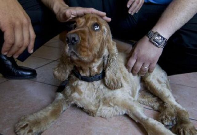 Cane nell’auto parcheggiata al sole: denunciata una donna a Milano, era andata a fare la spesa