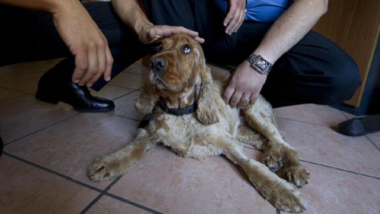 Cane coccolato dai Carabinieri