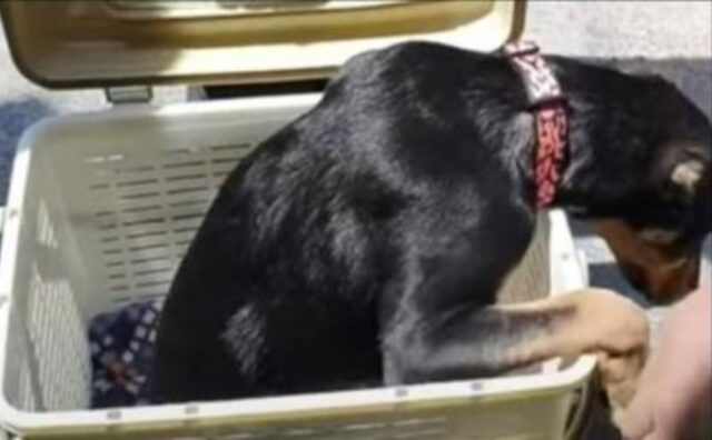 Un cesto conteneva la “metà di un cane” che nessuno voleva, ma lui implora un uomo