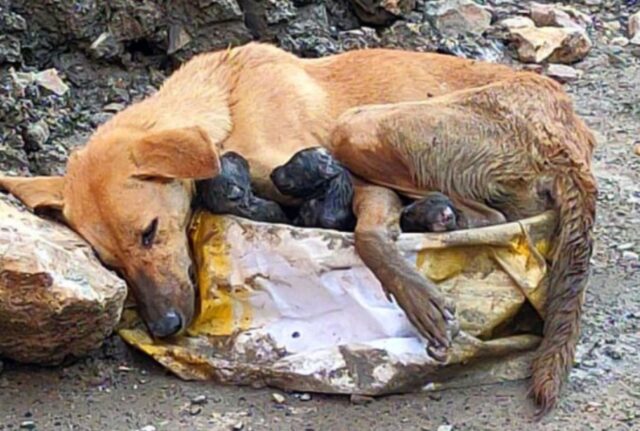 La cagnolina randagia crolla aggrappata ai suoi cuccioli dopo aver partorito nel bel mezzo di un cantiere