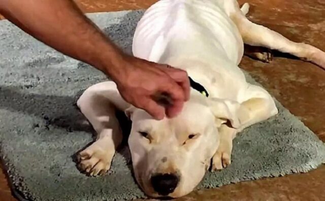 Questo cane si era arreso: solo l’amore ha potuto fargli capire che doveva lottare per vivere (VIDEO)