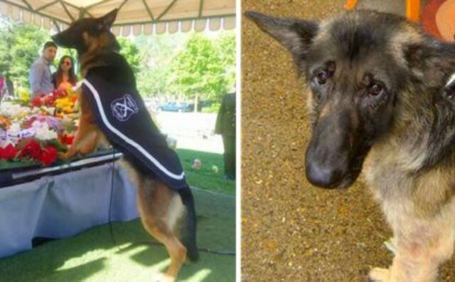 Il cane poliziotto dice addio al suo compagno umano: il momento è struggente