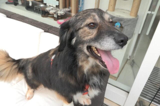 Cane salvato a Istanbul trova casa a Parigi grazie ai volontari