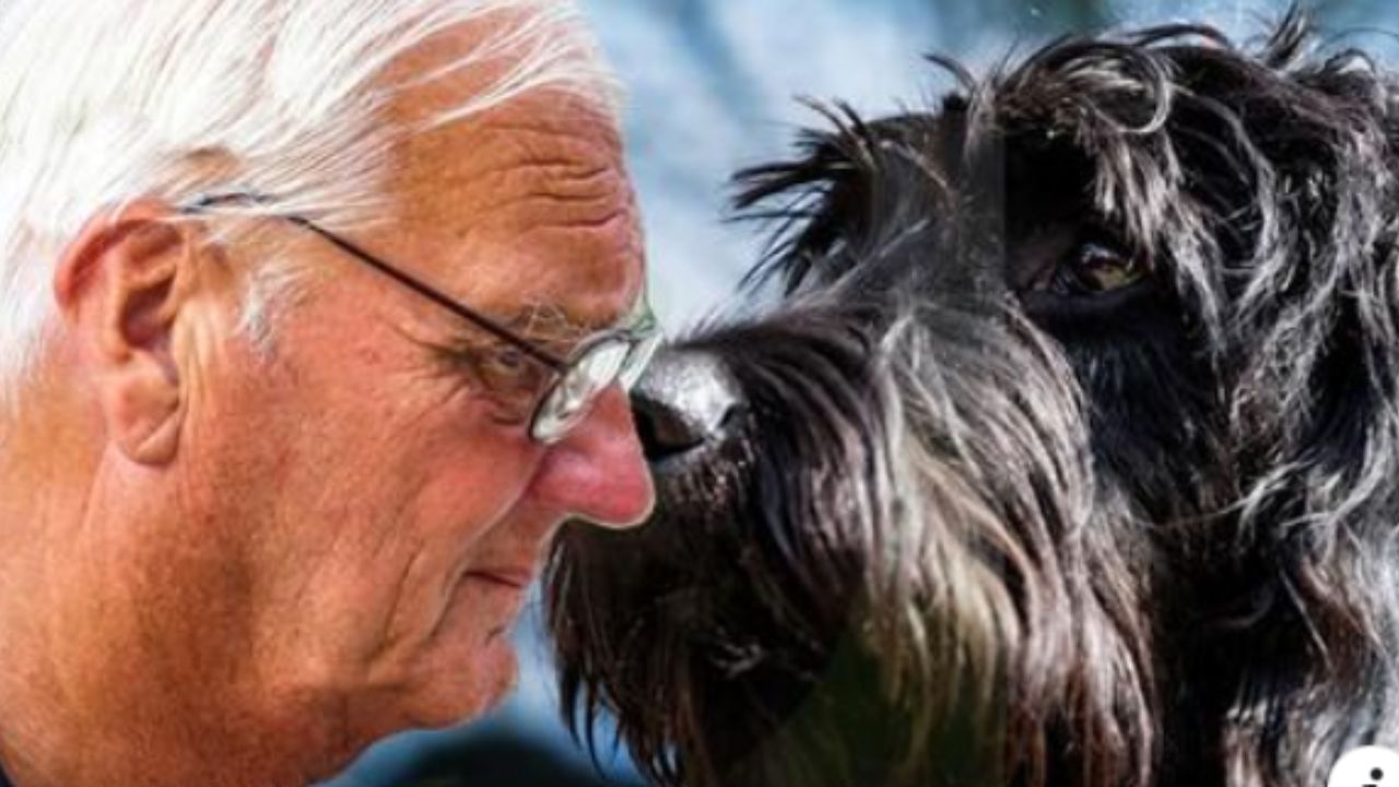 cane scappa in ospedale