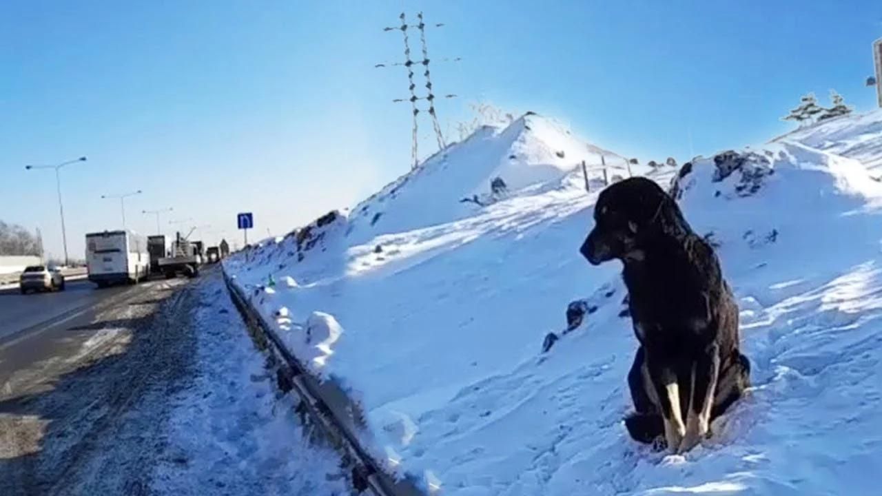 cane seduto sulla neve