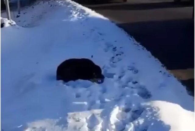 Il cane disperato, seduto mentre ci sono -25 gradi, guarda ogni macchina che passa sperando in un aiuto