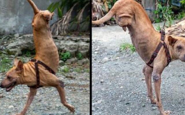 Il cane nato senza zampe posteriori era stato lasciato a morire, ora ha imparato a stare in equilibrio e vive felice