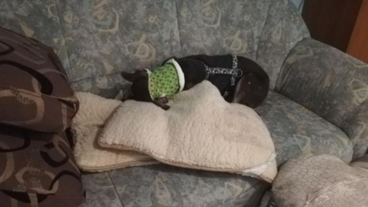 cane con muso nascosto tra i cuscini